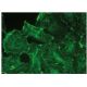 PKD2 Antibody (H-6) - Immunofluorescence - Image 149364 