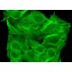 PKDCC Antibody (G-10) - Immunofluorescence - Image 370368 