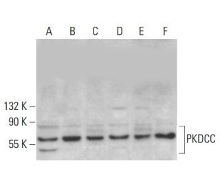 PKDCC Antibody (G-10) - Western Blotting - Image 383957 