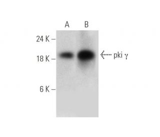 pki &gamma; Antibody (D-8) - Western Blotting - Image 344056 