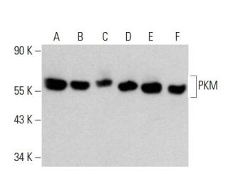 PKM Antibody (C-11) - Western Blotting - Image 354322 