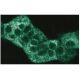 PKN Antibody (49) - Immunofluorescence - Image 60663 