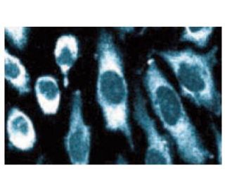 PKR Antibody (13) - Immunofluorescence - Image 60664 