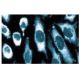 PKR Antibody (13) - Immunofluorescence - Image 60664 
