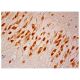 PKR Antibody (A-12) - Immunohistochemistry - Image 304835 
