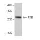 PKR Antibody (A-12) - Western Blotting - Image 379063