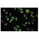 PKR Antibody (FJ-6) - Immunofluorescence - Image 35546 