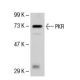 PKR Antibody (FJ-6) - Western Blotting - Image 49348 