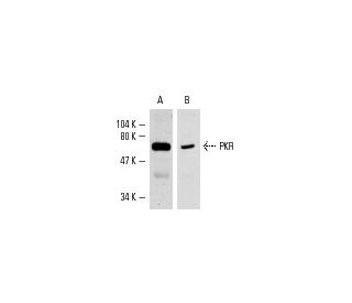PKR Antibody (B-10) - Western Blotting - Image 2403