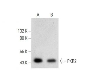 PKR2 Antibody (H-4) - Western Blotting - Image 143567 
