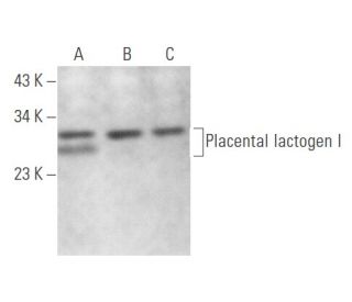 Placental lactogen I Antibody (C-12) - Western Blotting - Image 357753 