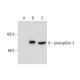 plakophilin 3 Antibody (12B11F8) - Western Blotting - Image 58455 