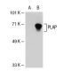 PLAP Antibody (HD 11F7) - Western Blotting - Image 21654