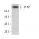 PLAP Antibody (HD 11F7) - Western Blotting - Image 380855 