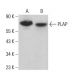 PLAP Antibody (HD 11F7) - Western Blotting - Image 380858 