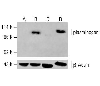 plasminogen Antibody (G-7) - Western Blotting - Image 414770 
