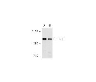 PLC β1 Antibody (D-8) - Western Blotting - Image 3800Each CRISPR/Cas9 Knockout (KO) Plasmid product consists of a pool of 3 plasmids designed to ensure identification and cleavage of a specific gene for maximum knockout efficiency. Each plasmid encodes a unique 20 nt sequence derived from the GeCKO (v2) library.