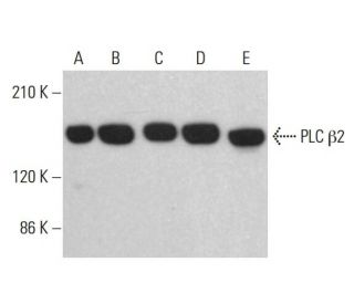 PLC β2 Antibody (B-2) - Western Blotting - Image 382602