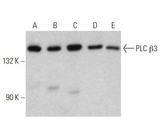 PLC β3 Antibody (D-7) - Western Blotting - Image 358555