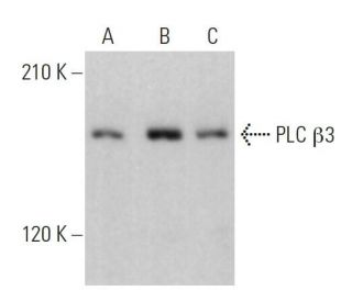 PLC β3 Antibody (D-7) - Western Blotting - Image 359362