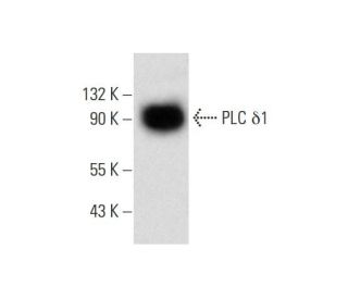 PLC &delta;1 Antibody (A-4) - Western Blotting - Image 145024 