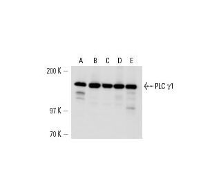 PLC γ1 Antibody (1F1) - Western Blotting - Image 14661