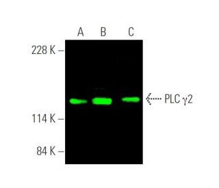 PLC &gamma;2 Antibody (B-10) - Western Blotting - Image 375677 