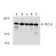 PLC γ1 Antibody (1F1) - Western Blotting - Image 14661 