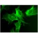 PLC γ1 Antibody (B-4) - Immunofluorescence - Image 296385 