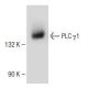 PLC γ1 Antibody (B-4) - Western Blotting - Image 150671