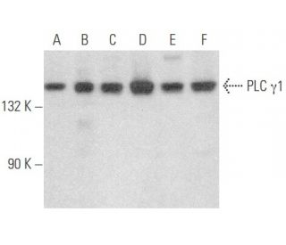 PLC &gamma;1 Antibody (B-4) - Western Blotting - Image 354058 