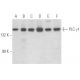 PLC γ1 Antibody (B-4) - Western Blotting - Image 354058 