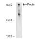 Plectin Antibody (7A8) - Western Blotting - Image 14806 