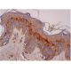 PLEKHA4 Antibody (H-1) - Immunohistochemistry - Image 286316 