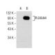PLEKHA4 Antibody (H-1) - Western Blotting - Image 155528 
