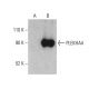PLEKHA4 Antibody (H-1) - Western Blotting - Image 401200