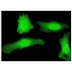 PLEKHG5 Antibody (5A9) - Immunofluorescence - Image 351782 