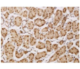 PLEKHG5 Antibody (5A9) - Immunohistochemistry - Image 351791 
