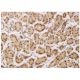 PLEKHG5 Antibody (5A9) - Immunohistochemistry - Image 351791 