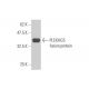 PLEKHG5 Antibody (5A9) - Western Blotting - Image 350248