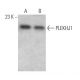 PLEKHJ1 Antibody (H-10) - Western Blotting - Image 372829