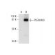 PLEKHM3 Antibody (A-2) - Western Blotting - Image 294090