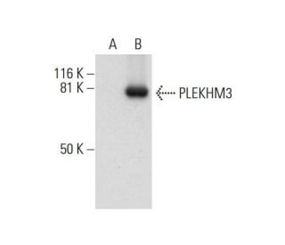PLEKHM3 Antibody (H-2) - Western Blotting - Image 292908