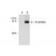 PLEKHM3 Antibody (H-2) - Western Blotting - Image 292908