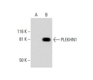 PLEKHN1 Antibody (D-11) - Western Blotting - Image 288960