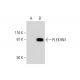 PLEKHN1 Antibody (D-11) - Western Blotting - Image 288960