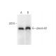 plexin-A2 Antibody (A-2) - Western Blotting - Image 299300