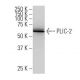 PLIC-2 Antibody (QR-2) - Western Blotting - Image 33983 