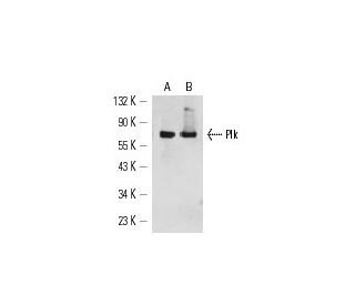 Plk Antibody (36-298) - Western Blotting - Image 14816 