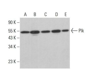 Plk Antibody (AZ24) - Western Blotting - Image 377037 